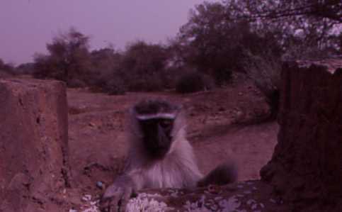 mzeeshimba05's tweet image. #Memories of Savannah
#サバンナの想いで
#Vervet monkey
#サバンナモンキー
#おサルさんと朝ご飯
National park のロッジ
の朝食はオープンなレス
トランでビュッフェスタ
イルその為テーブルを離
れる事がしばしば
食べ物を持って席に座
ると前におサルさんが
イスに座ってお食事中