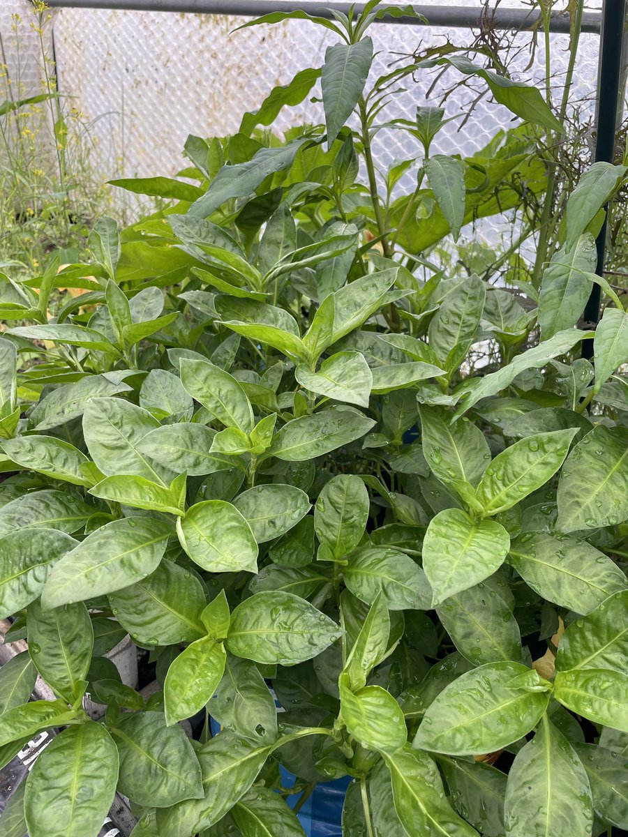 Rowena Dugdale tweet media