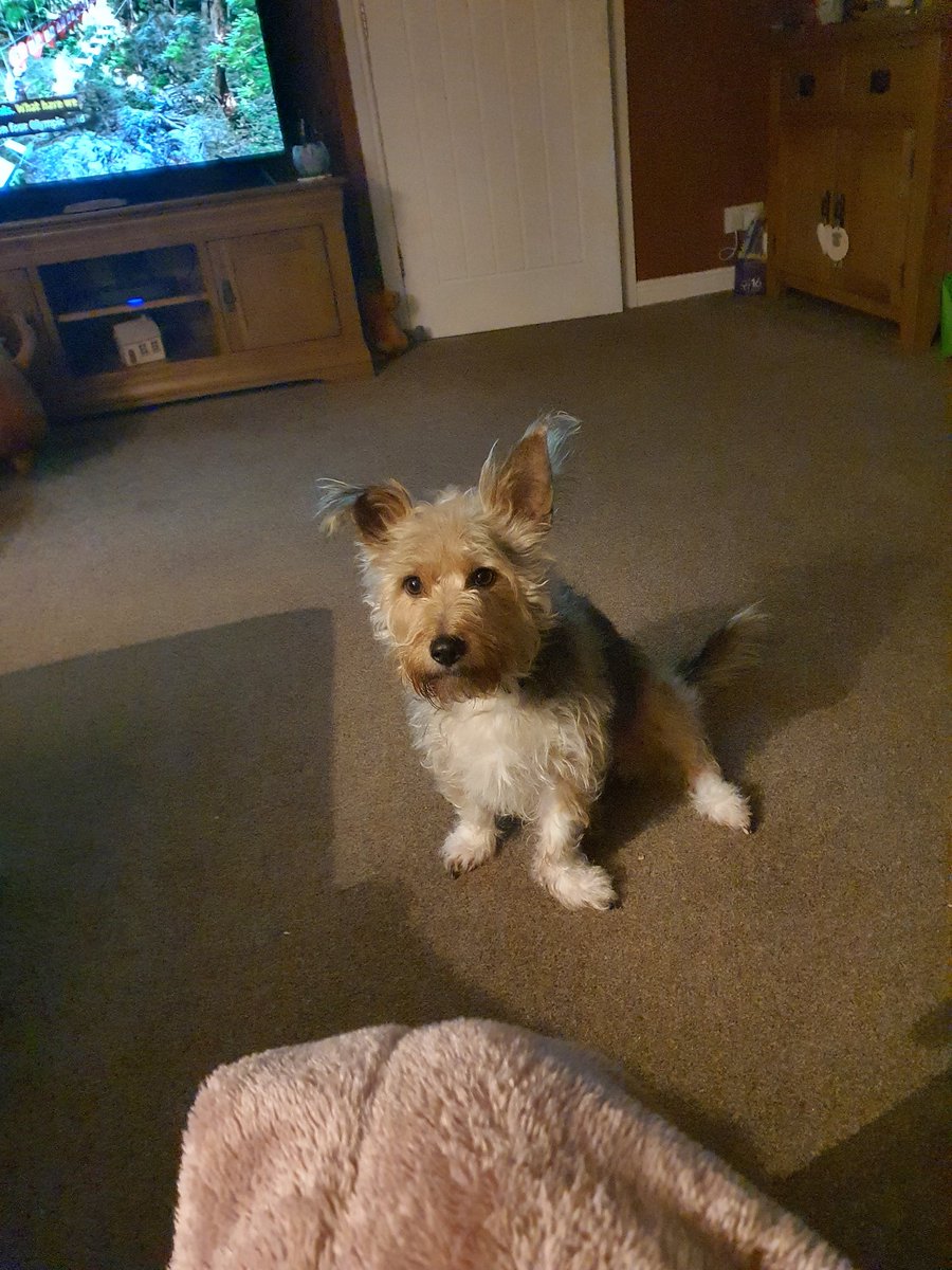 LorraineHT's tweet photo. @CandyMeredith69 Thought you had pinched our dog 😅 https://t.co/S6zg2ysUYn