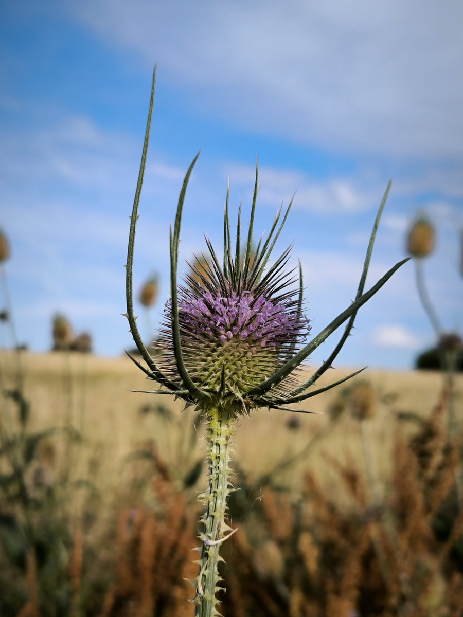 Guardabosque69's tweet photo. El cardo de los #jilgueros (Dipsacum fullonum) está en flor en estos días en la #Sierra de #Ávila. Cuando se sequen veremos a los jilgueros (Carduelis carduelis)  como con su pico fino y alargado extraen las semillas una a una para alimentarse. https://t.co/DMMpA6MsIc