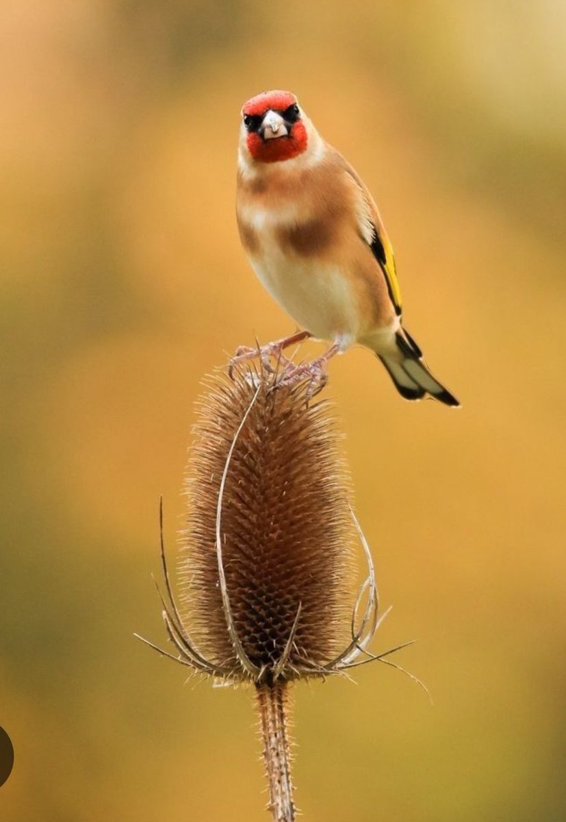 Guardabosque69's tweet photo. El cardo de los #jilgueros (Dipsacum fullonum) está en flor en estos días en la #Sierra de #Ávila. Cuando se sequen veremos a los jilgueros (Carduelis carduelis)  como con su pico fino y alargado extraen las semillas una a una para alimentarse. https://t.co/DMMpA6MsIc