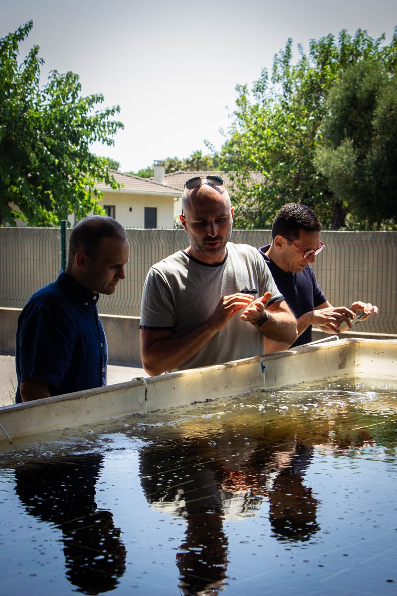 Stella Mare - Università di Corsica/CNRS tweet media