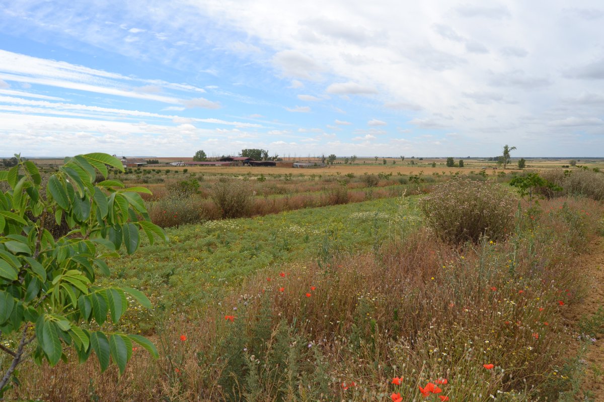 SorbusBosques's tweet photo. Proyecto #silvoarable de @lasolaagroecológica, diseñado por @SorbusBosques
primeros de julio, Rodal 1: nogales (3 años) en combinación con garbanzos de secano en ecológico.
Productos de calidad que generan rentas mientras los árboles están en fase juvenil @life_agroforadapt https://t.co/F23Ja3sukw