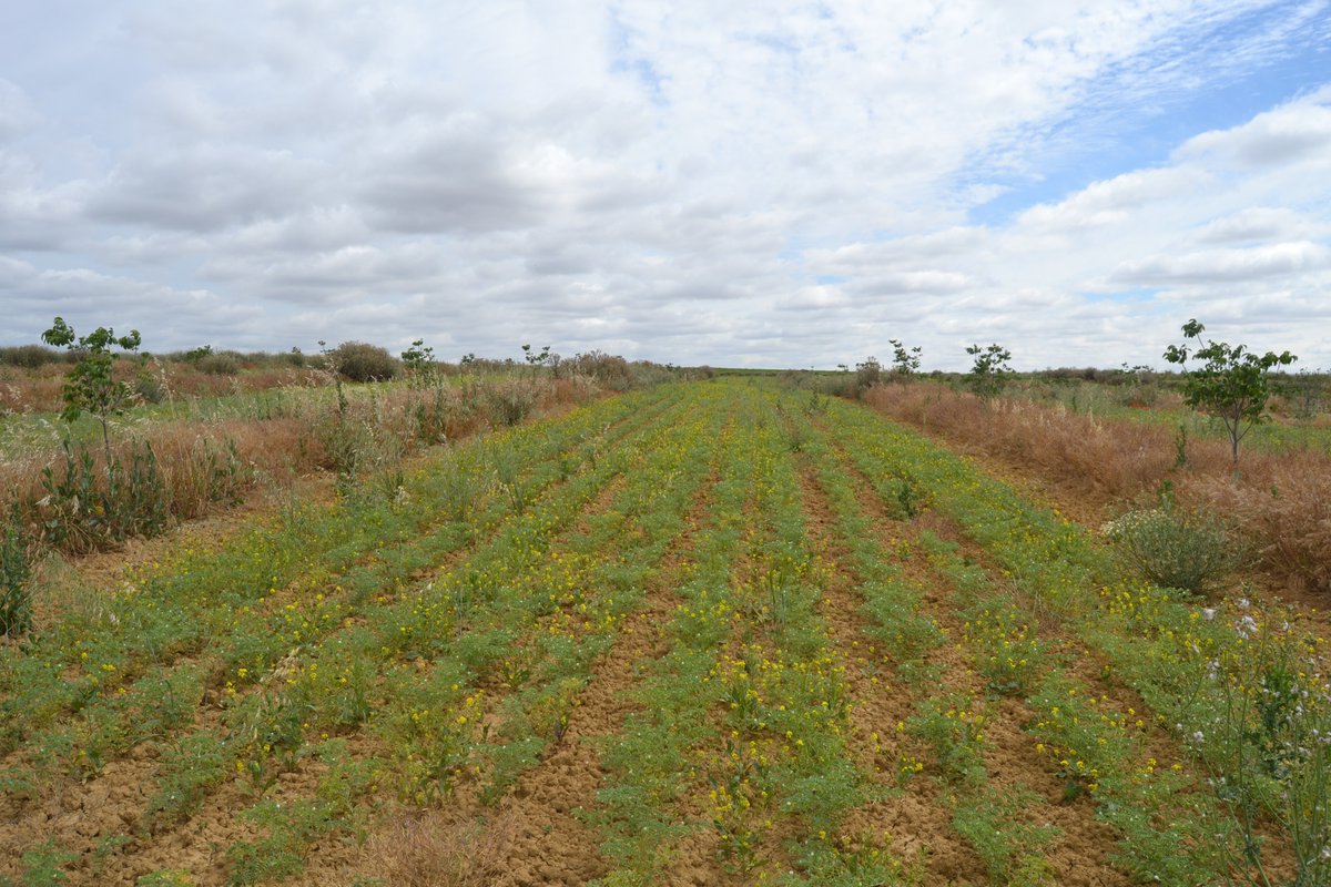 SorbusBosques's tweet photo. Proyecto #silvoarable de @lasolaagroecológica, diseñado por @SorbusBosques
primeros de julio, Rodal 1: nogales (3 años) en combinación con garbanzos de secano en ecológico.
Productos de calidad que generan rentas mientras los árboles están en fase juvenil @life_agroforadapt https://t.co/F23Ja3sukw