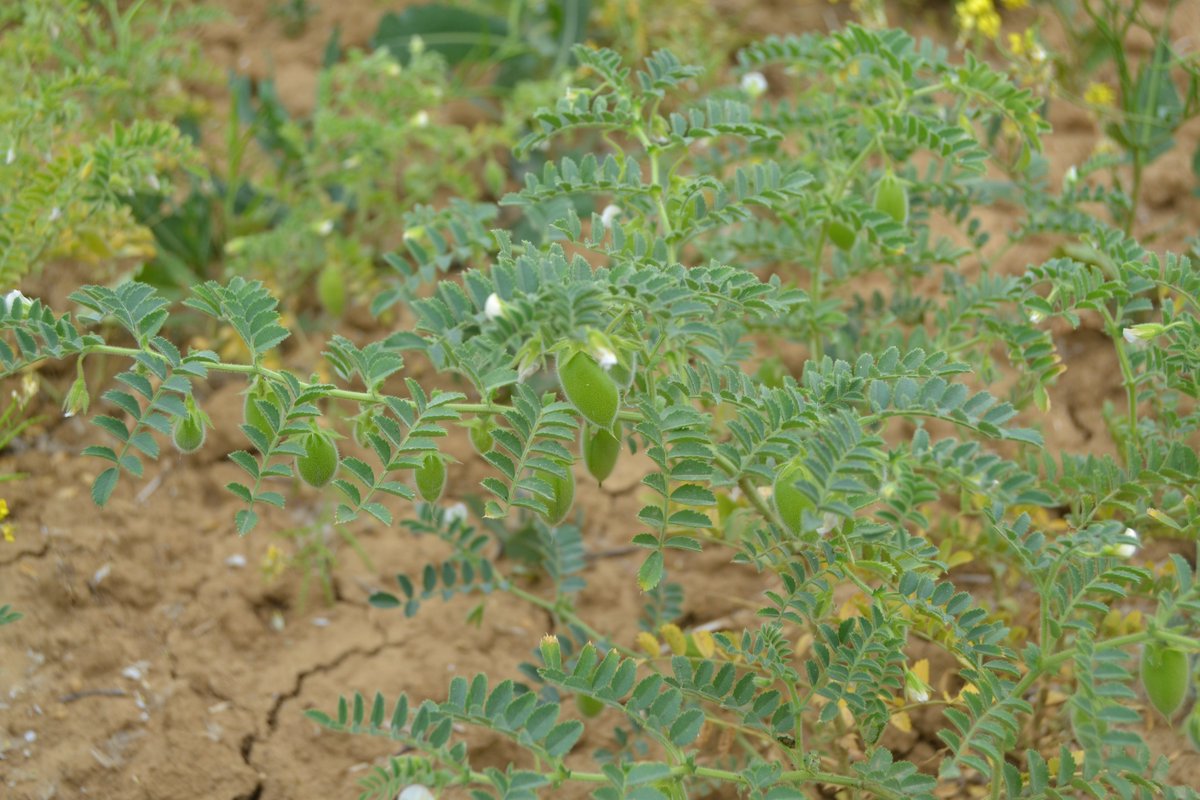 Proyecto #silvoarable de @lasolaagroecológica, diseñado por <a href="/SorbusBosques/">Sorbus Bosques Multifuncionales</a> 
primeros de julio, Rodal 1: nogales (3 años) en combinación con garbanzos de secano en ecológico.
Productos de calidad que generan rentas mientras los árboles están en fase juvenil @life_agroforadapt