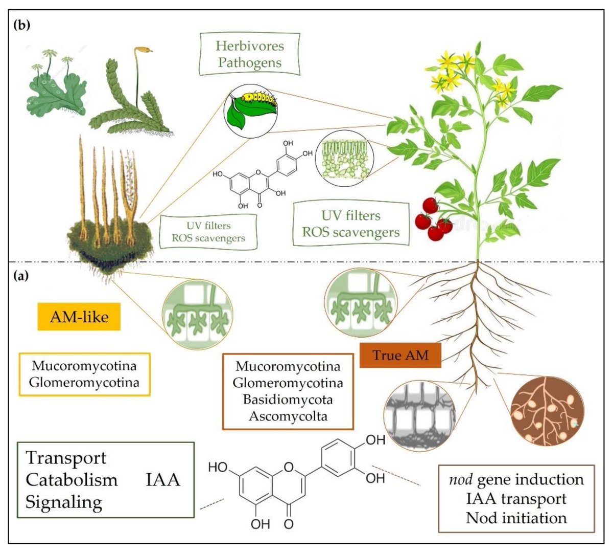 IJMS_MDPI's tweet photo. 🌟#notablepaper on #Flavonoid
📚Beyond #Photoprotection: The Multifarious Roles of Flavonoids in #Plant #Terrestrialization
🔗https://t.co/G3pN269bGA
👨🔬By Dr. Luana Beatriz dos Santos Nascimento and Dr. Massimiliano Tattini
@MDPIOpenAccess
@MDPIBiologySubj https://t.co/xPCr5qUjll
