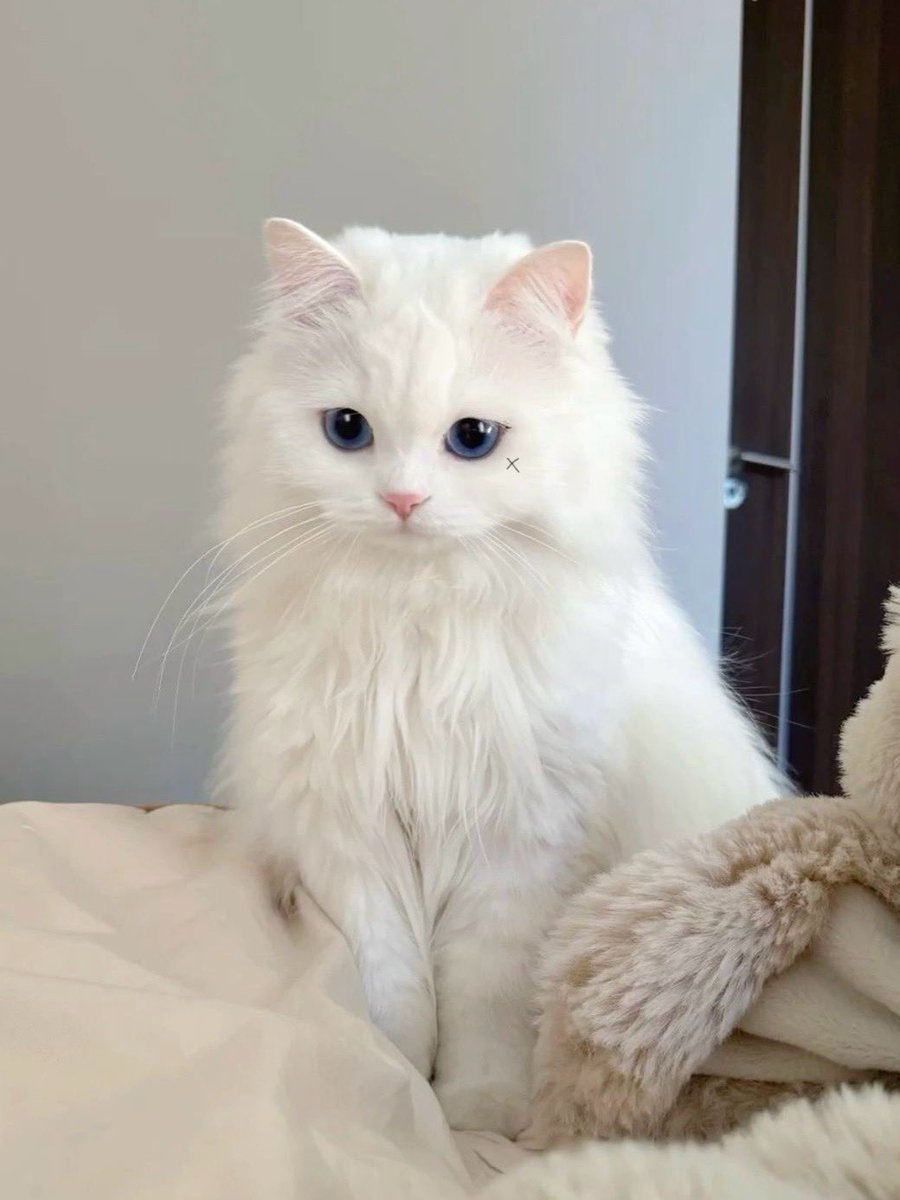🐱⚔️