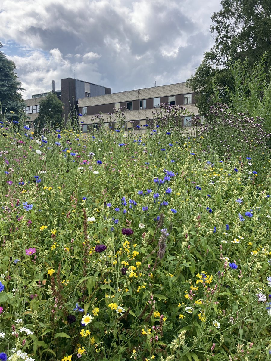 Just in case you’ve forgotten it’s summer, a snap of the wild flower beds by the loch at our Riccarton campus. The landscape team have done a fantastic job as always 👏