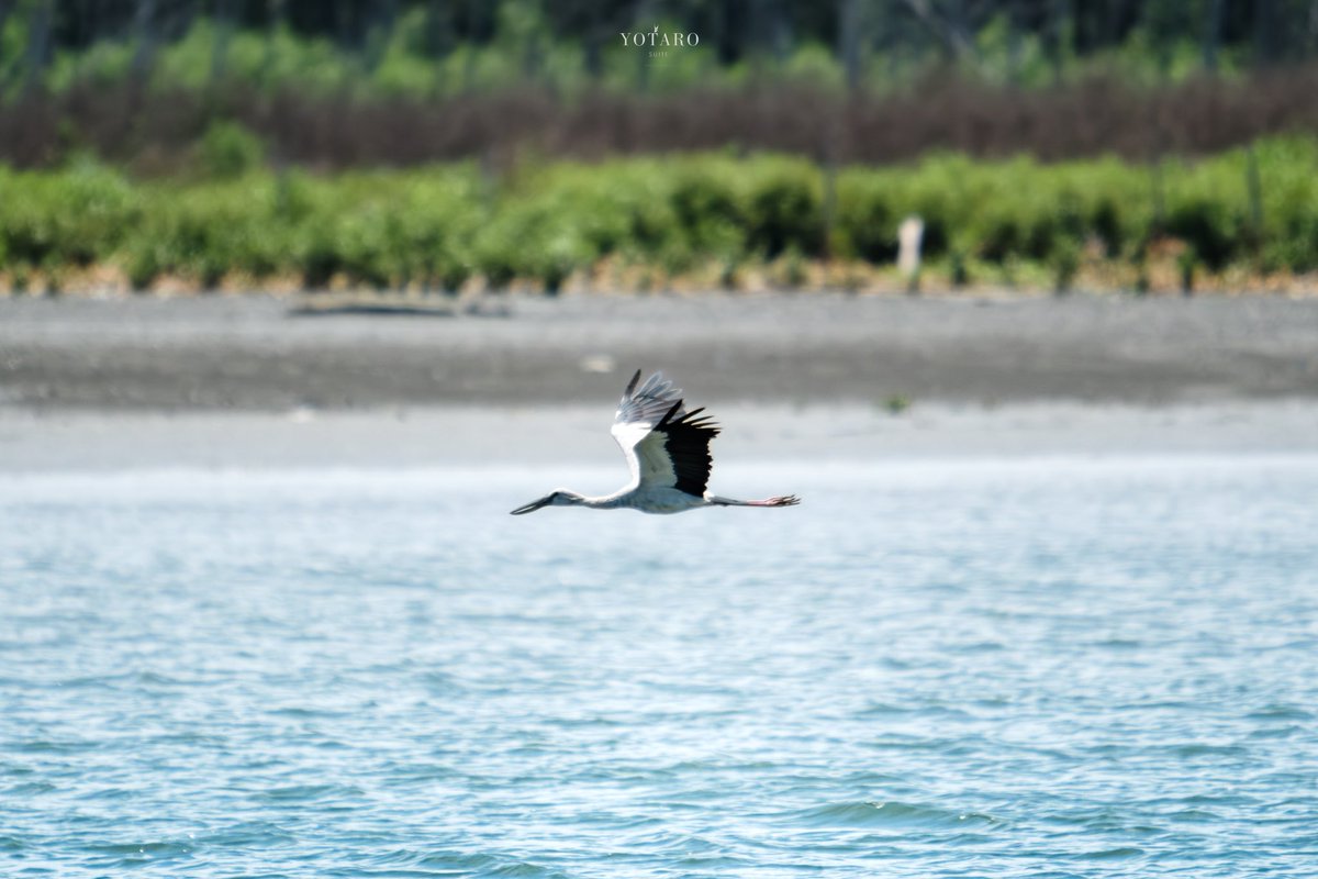 yotarosuite's tweet photo. "sea garden"
#AsianOpenbill #Anastomusoscitans #seabird #birdphotography #gulfofthailand #fujifilmxthai #fujifilmxt5 #tamron150500mm #fujifilmphotography #fujifeed #yotarosuite #thailand https://t.co/ZjcfkzLRCR