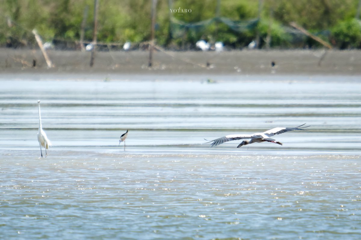 yotarosuite's tweet photo. "sea garden"
#AsianOpenbill #Anastomusoscitans #seabird #birdphotography #gulfofthailand #fujifilmxthai #fujifilmxt5 #tamron150500mm #fujifilmphotography #fujifeed #yotarosuite #thailand https://t.co/ZjcfkzLRCR
