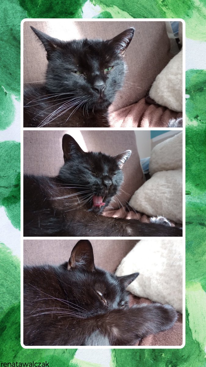 RenataWalczak11's tweet image. #kot  #mójkot #drzemka 
#wakacje #upał