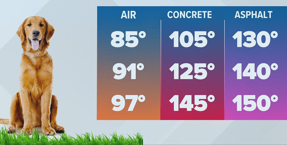 IntermtnPetHosp's tweet photo. Always check concrete and asphalt temperatures with your hand before letting your pets walk outside. https://t.co/aGO5GARj3u