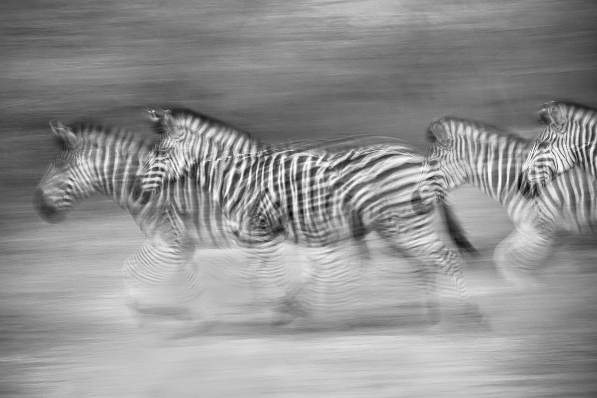 'Ask any fine art wildlife photographer working in Africa, and they’ll list the ways black and white helps them intensify the beauty and grandeur of iconic African game species...'

- 'Safari Photography: A Guide to Working in Black and White' with Ann and Steve Toon!