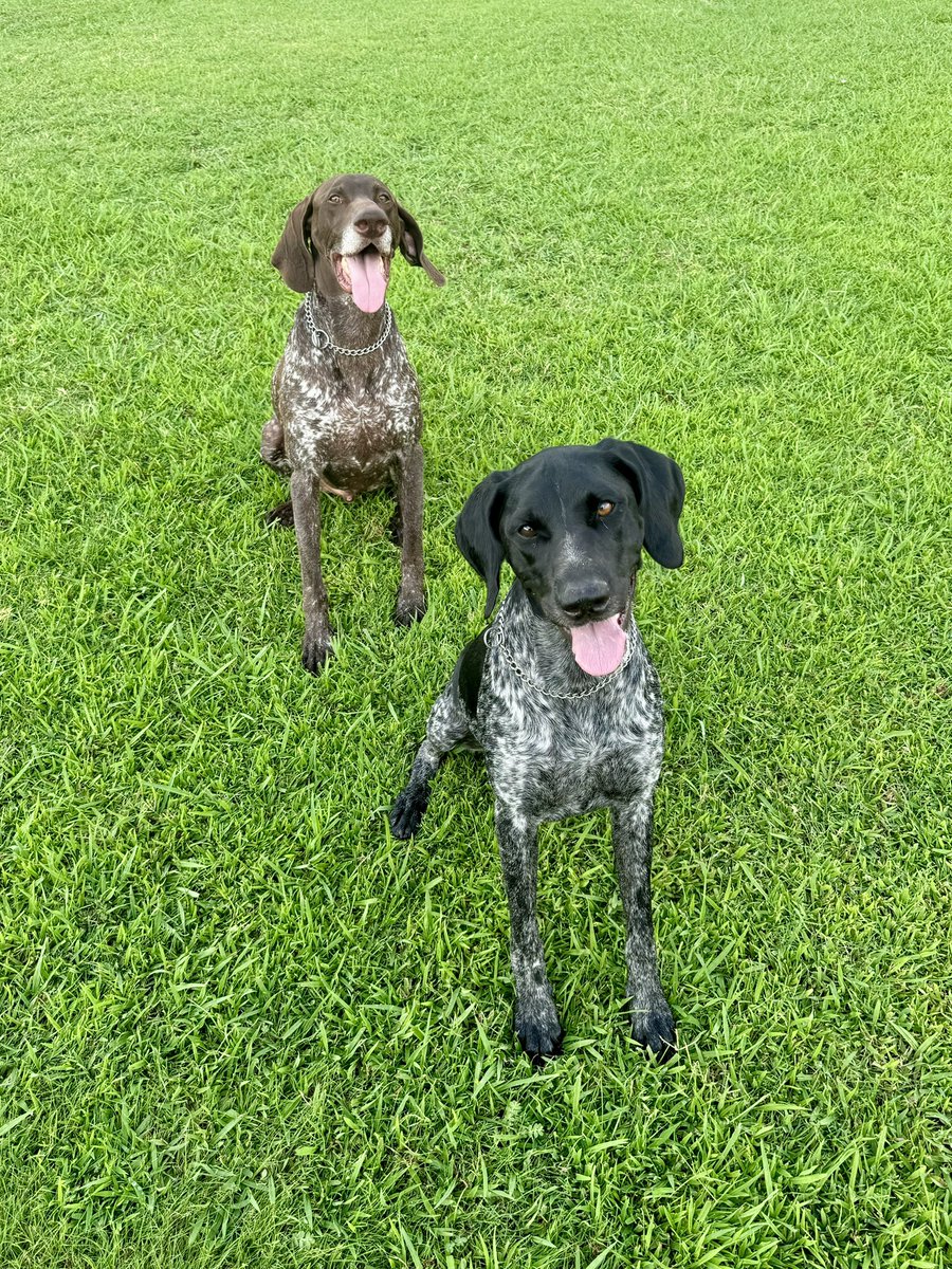 Introducing the newest member of the Explosives Detection Canine Squad, Edda! She is a 3 year old German Shorthaired Pointer &amp; a just the bestest girl! 💕 
Pictured with <a href="/DPDK9Apollo/">K9Apollo</a>