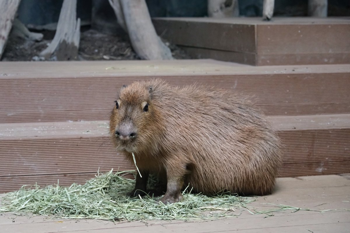 とりあえず触れられると放心状態になるらしい #カワスイ #川崎水族館