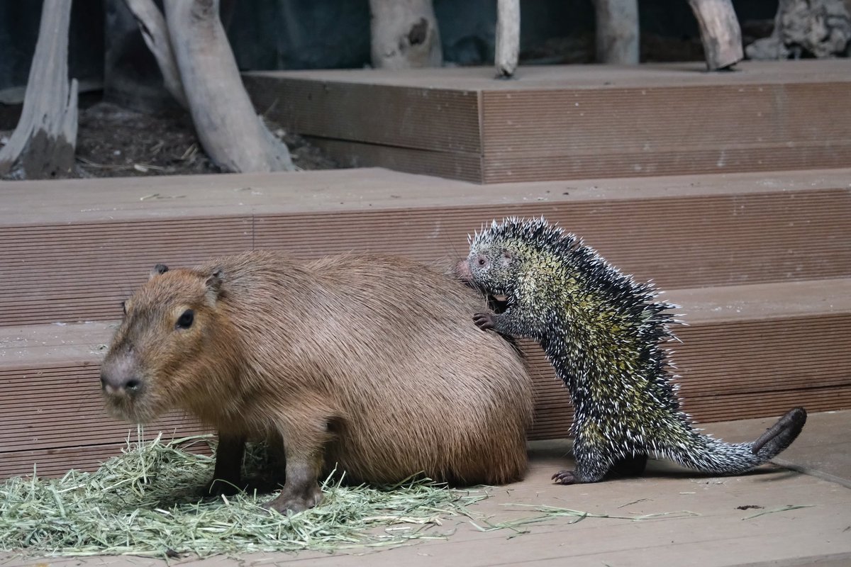 とりあえず触れられると放心状態になるらしい #カワスイ #川崎水族館