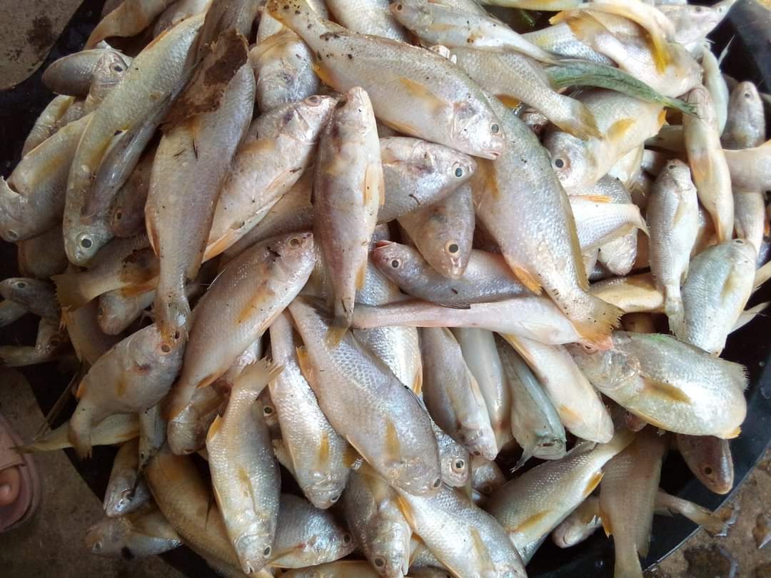 SUGIANT59834347's tweet photo. Kamis(04/07/24) Sugianto,Luhkan Kab.Inhil,di KUB BELANAK Kel.Tagaraja tangkapan Ikan Sembilang 25 Kg/35.000/Kg,Ikan Gulama 28 Kg/25.000/Kg dengan api Jaring Insang,bulan Juli 2024
#GiatLuhkanSatminkalMedan #Inhil
#Tangkap #bpppmedan_brsdm https://t.co/pbs9vtUHvY