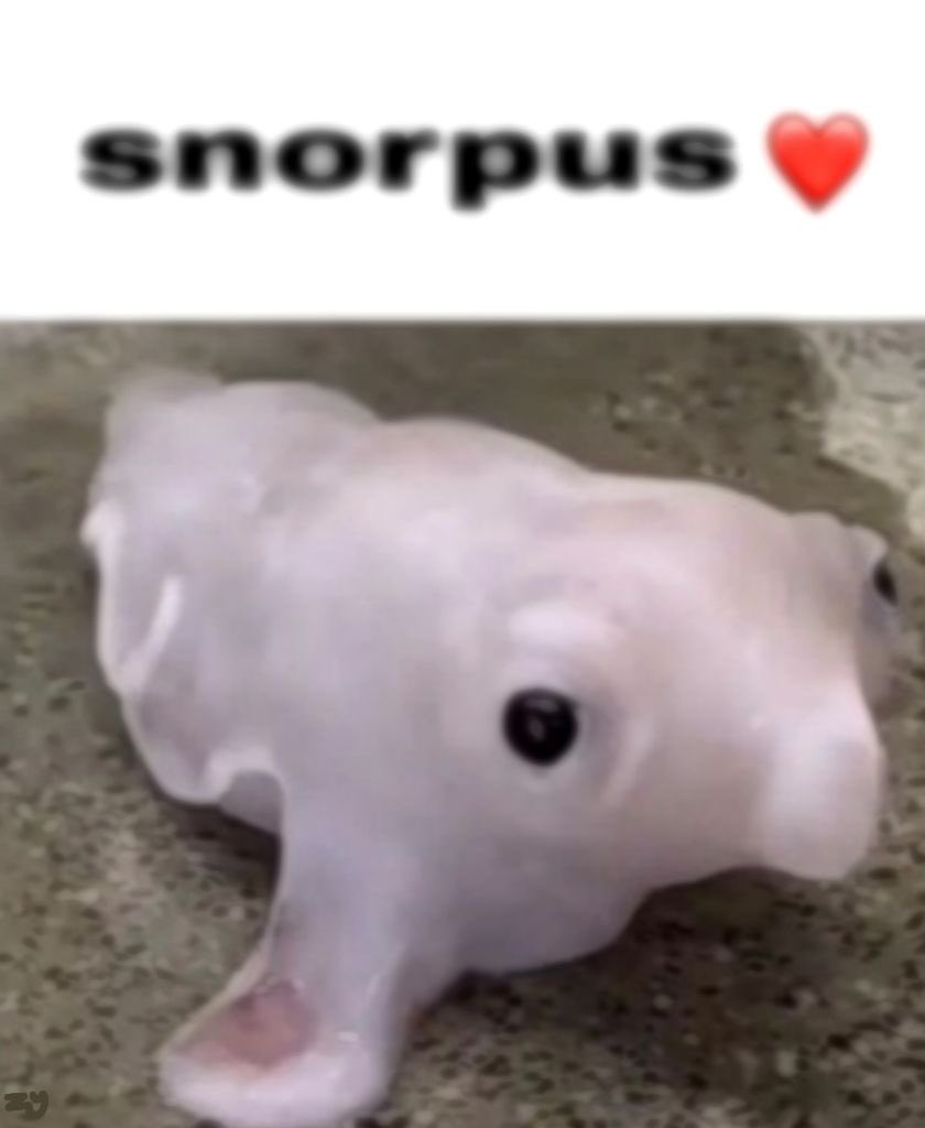 extendlessgd's tweet photo. Snorpus❤️ https://t.co/BGK9xlVc6c