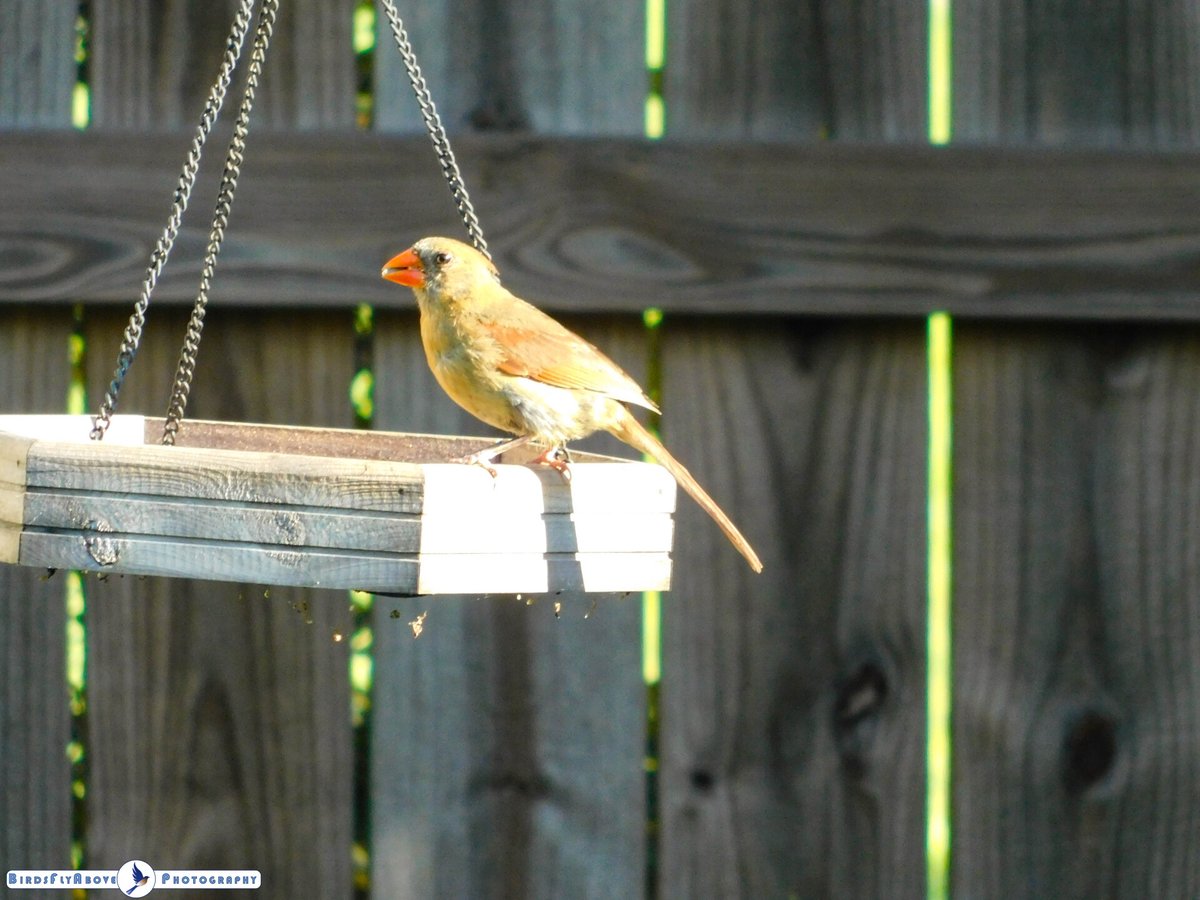 BirdsFlyAbove's tweet image. The female cardinal, easily recognized by her red beak and duller plumage, plays an important role in nesting and raising chicks. #BirdFacts #FemaleCardinal #NatureWildlife #Nature #Birds #BirdWatching #BirdsOfX #BirdsOfTwitter