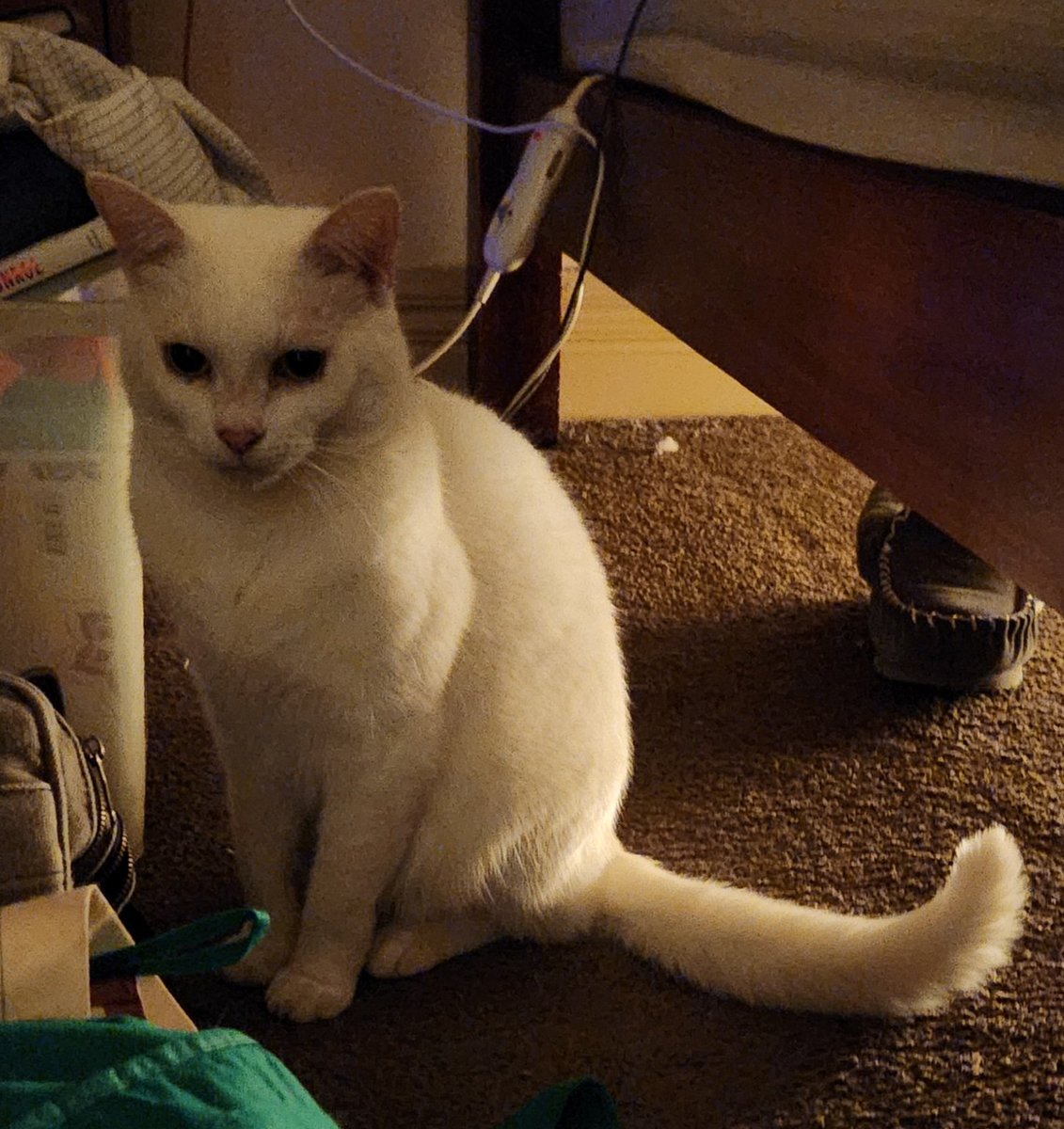 AlopexCat's tweet photo. Magical glowing kitty. https://t.co/JRdpBujghO