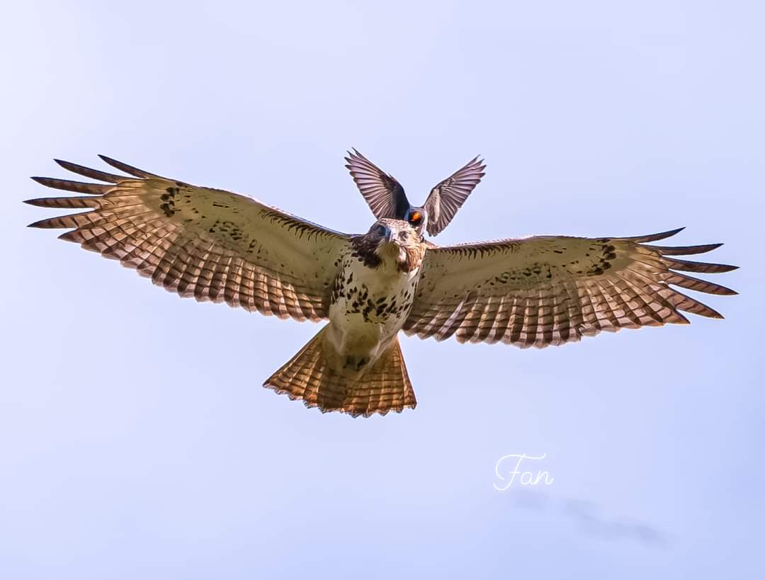 Even a red tailed hawk got blessed by a small kingbird.  #nature #Hawks #birdwatching #Amazing #photographychallenge #uiowa #Iowa <a href="/uiowa/">University of Iowa</a>