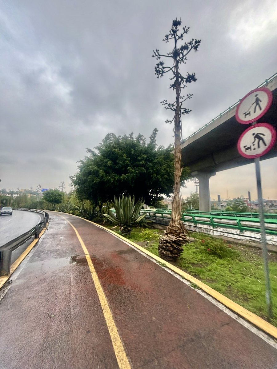 RicardoMch10's tweet photo. Bonito Jueves Atletas🤗10k se entreno de nuevo con lluvia🌧️#CorrerEsVid 🏃‍♂️ #AquiYaSeCorrio
#YoElegiCorrer #FalconsRunners #TemploRunner @KMSxELA @ComuniRunners @YogaWithCriss #EntreRunners #CalaveraRunners 
@ManicomioRunner @ReyLoborebelion @Aca_Runners @MeEncantaCorrer https://t.co/dLoFNhJ9qL