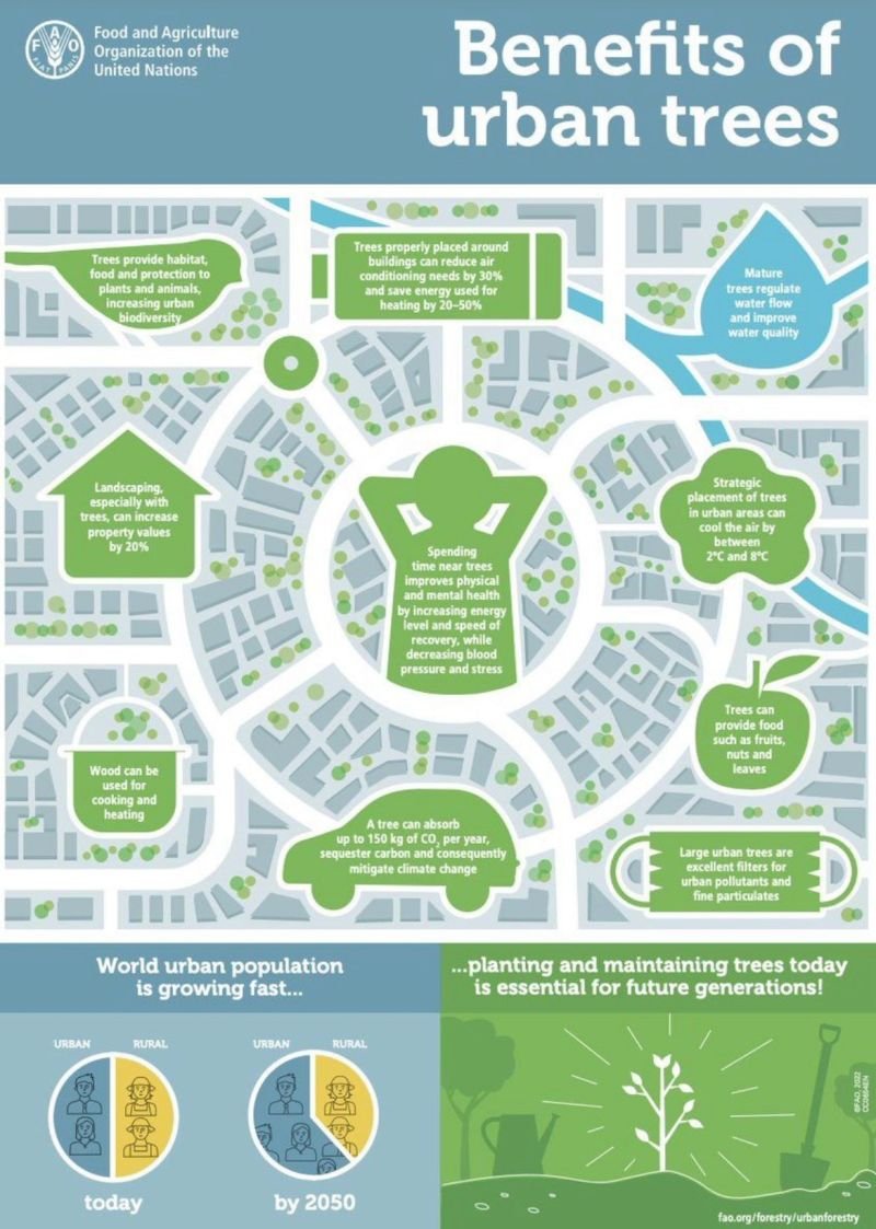 UNBiodiversity's tweet image. Urban trees:

🌳Reduce energy use
🏙Improve water quality
🌴Increase property values

They are #biodiversity heroes in concrete jungles.

Via @FAO