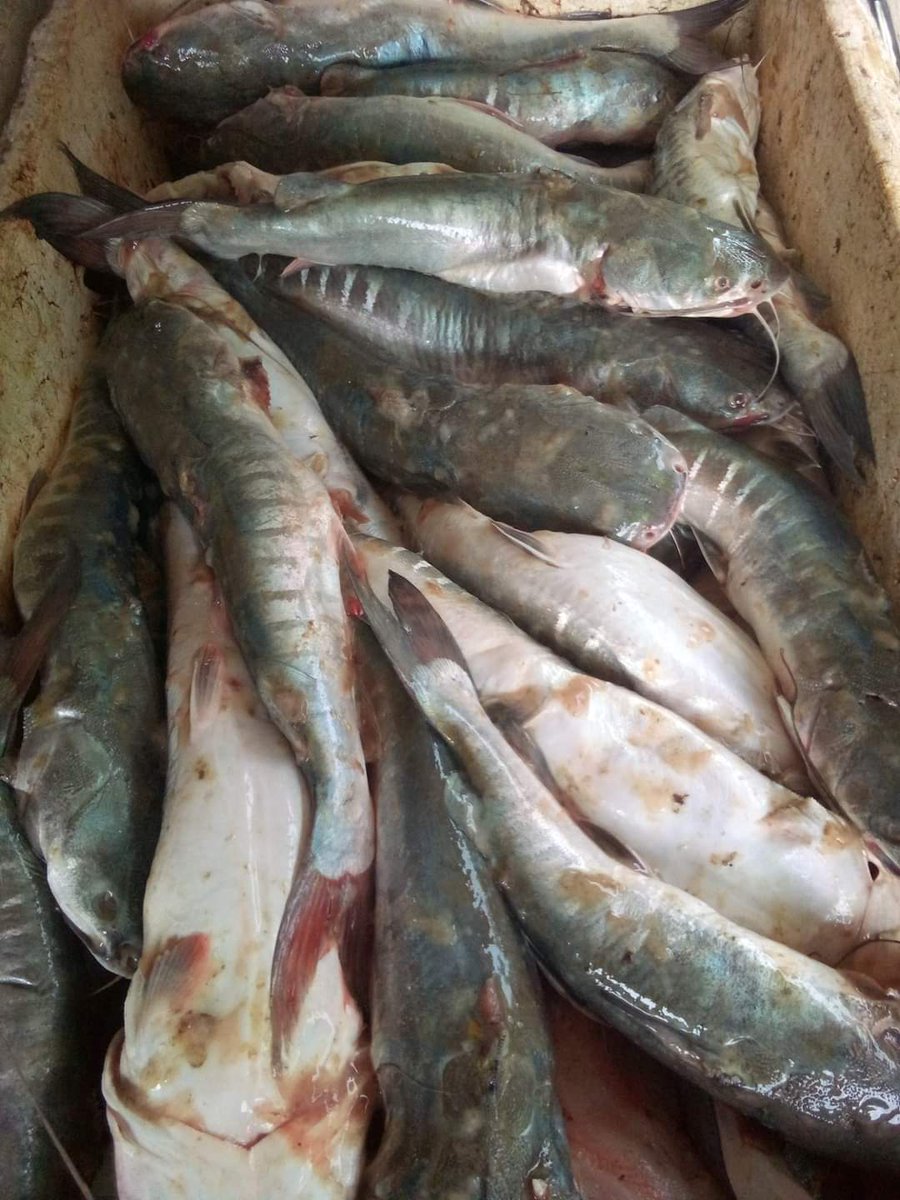 SUGIANT59834347's tweet photo. Selasa(09/07/24) Sugianto,Luhkan Kab.Inhil,di KUB KERAPU EMAS Ds.Sungai Teritip tangkapan Ikan Duri 35 Kg/30.000/Kg,Ikan Gulama 15 Kg/25.000/Kg dengan api Jaring Insang,bulan Juli 2024
#GiatLuhkanSatminkalMedan #Inhil
#Tangkap #bpppmedan_brsdm https://t.co/JTh7172Esp