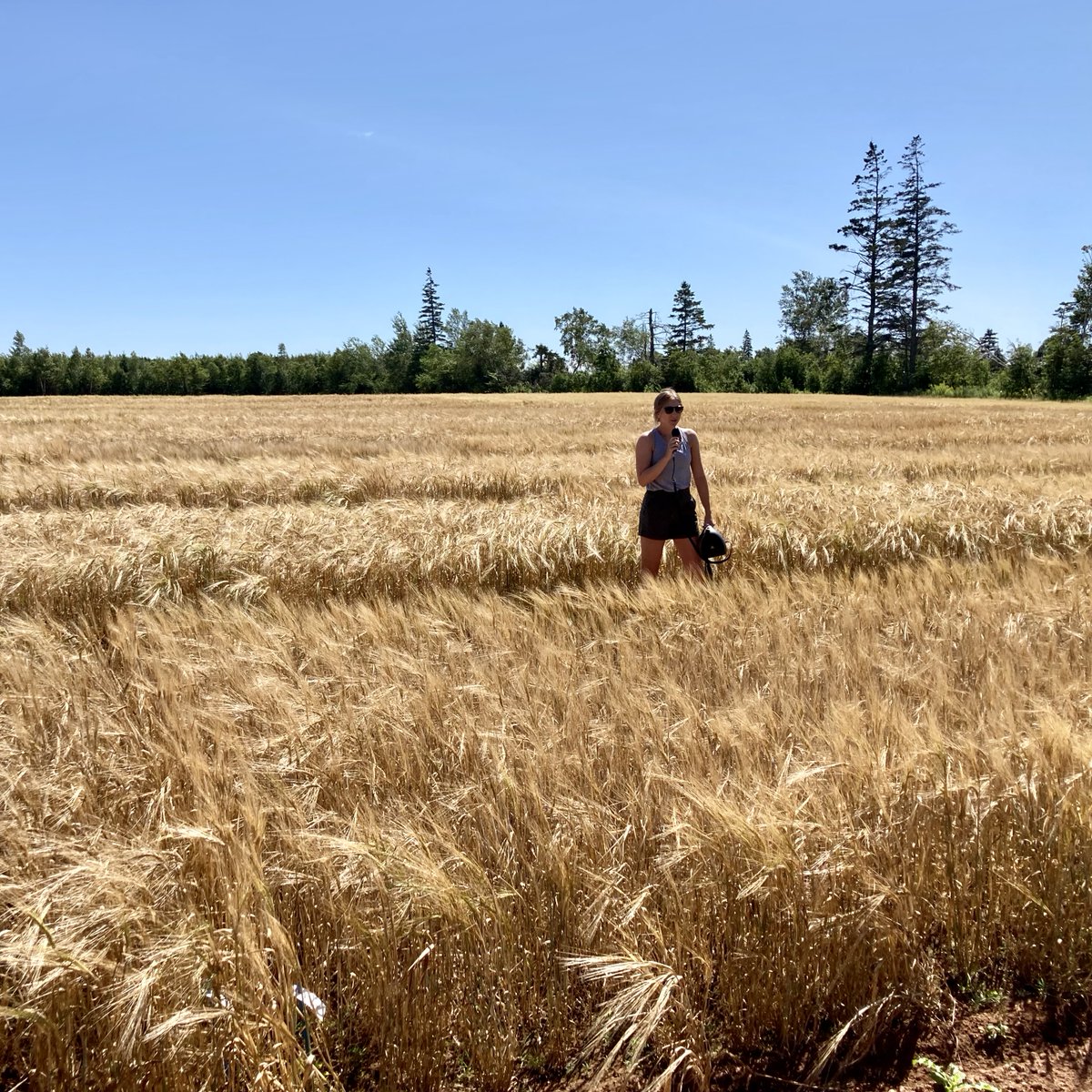 Smartest Kitchen (@smartestkitchen) on Twitter photo PEI's <a href="/AAFC_Canada/">AAFC Canada</a> Harrington Research Farm is having an #OpenHouse on Saturday, July 27! We had such a great visit at last year's event, w/beautiful landscapes & exciting advances in farming practices! 🌱 #WeKnowFood #PEI RSVP here: facebook.com/events/8115656… PEI's <a href="/AAFC_Canada/">AAFC Canada</a> Harrington Research Farm is having an #OpenHouse on Saturday, July 27! We had such a great visit at last year's event, w/beautiful landscapes & exciting advances in farming practices! 🌱 #WeKnowFood #PEI RSVP here: facebook.com/events/8115656…