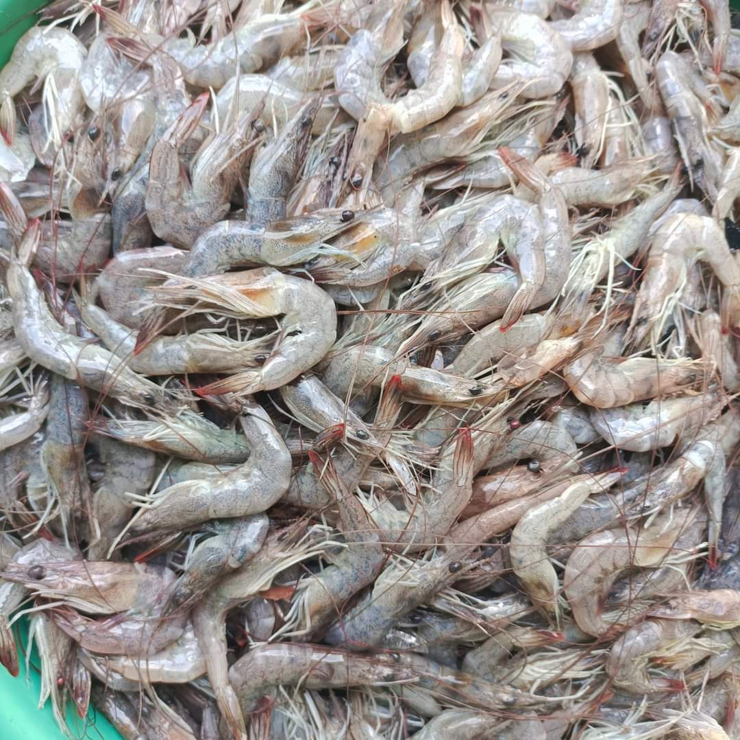 SUGIANT59834347's tweet photo. Senin(15/07/24) Sugianto,Luhkan Kab.Inhil,di KUB MENGEJAR BADAI Ds.Sungai Teritip tangkapan Udang Ponot 25 Kg/25.000/Kg,Udang Tenggek 35 Kg/45.000/Kg dengan api Belat Pantai,bulan Juli 2024
#GiatLuhkanSatminkalMedan #Inhil
#Tangkap #bpppmedan_brsdm https://t.co/2gD2dc19eY