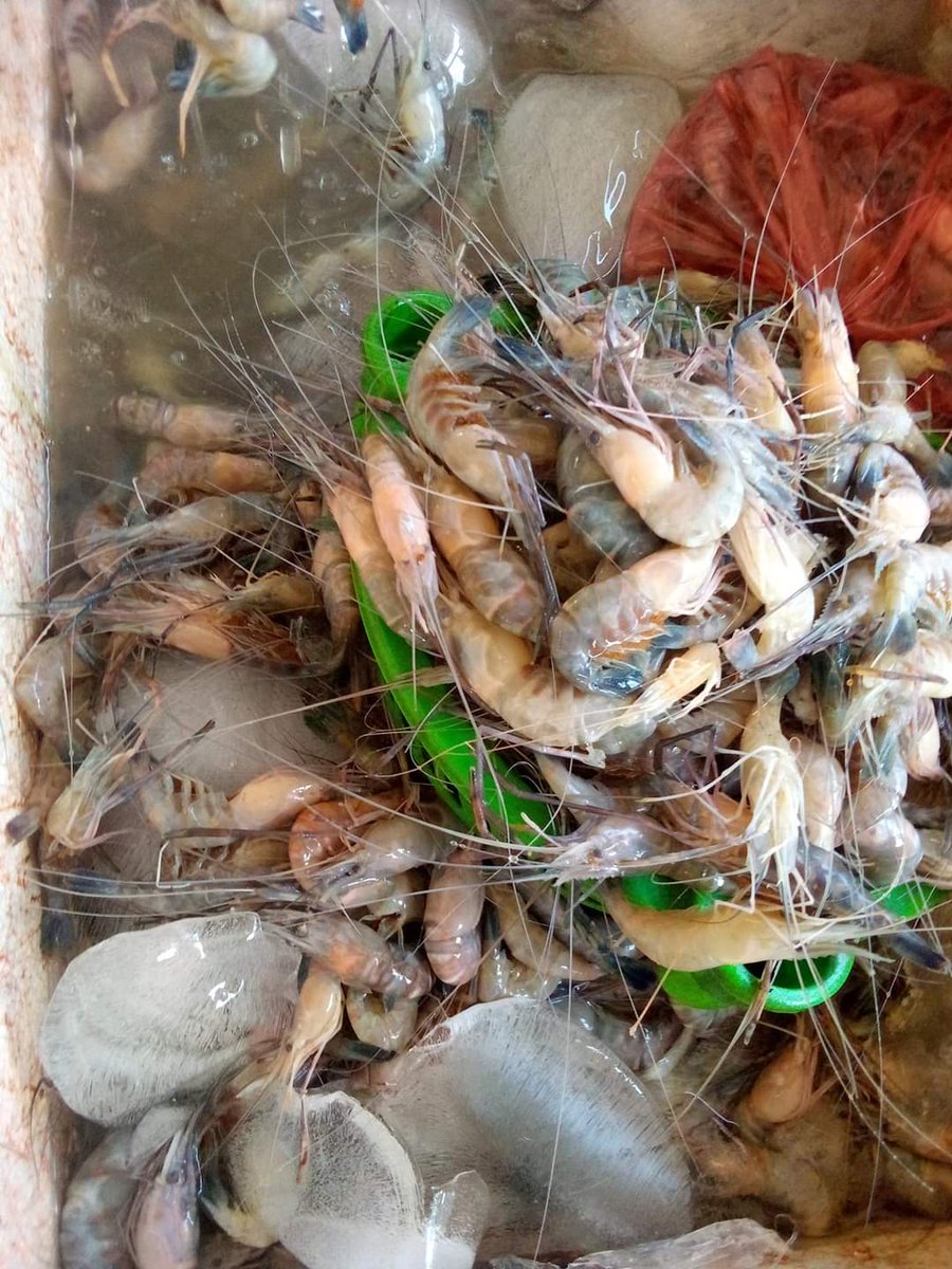 SUGIANT59834347's tweet photo. Senin(15/07/24) Sugianto,Luhkan Kab.Inhil,di KUB MENGEJAR BADAI Ds.Sungai Teritip tangkapan Udang Ponot 25 Kg/25.000/Kg,Udang Tenggek 35 Kg/45.000/Kg dengan api Belat Pantai,bulan Juli 2024
#GiatLuhkanSatminkalMedan #Inhil
#Tangkap #bpppmedan_brsdm https://t.co/2gD2dc19eY