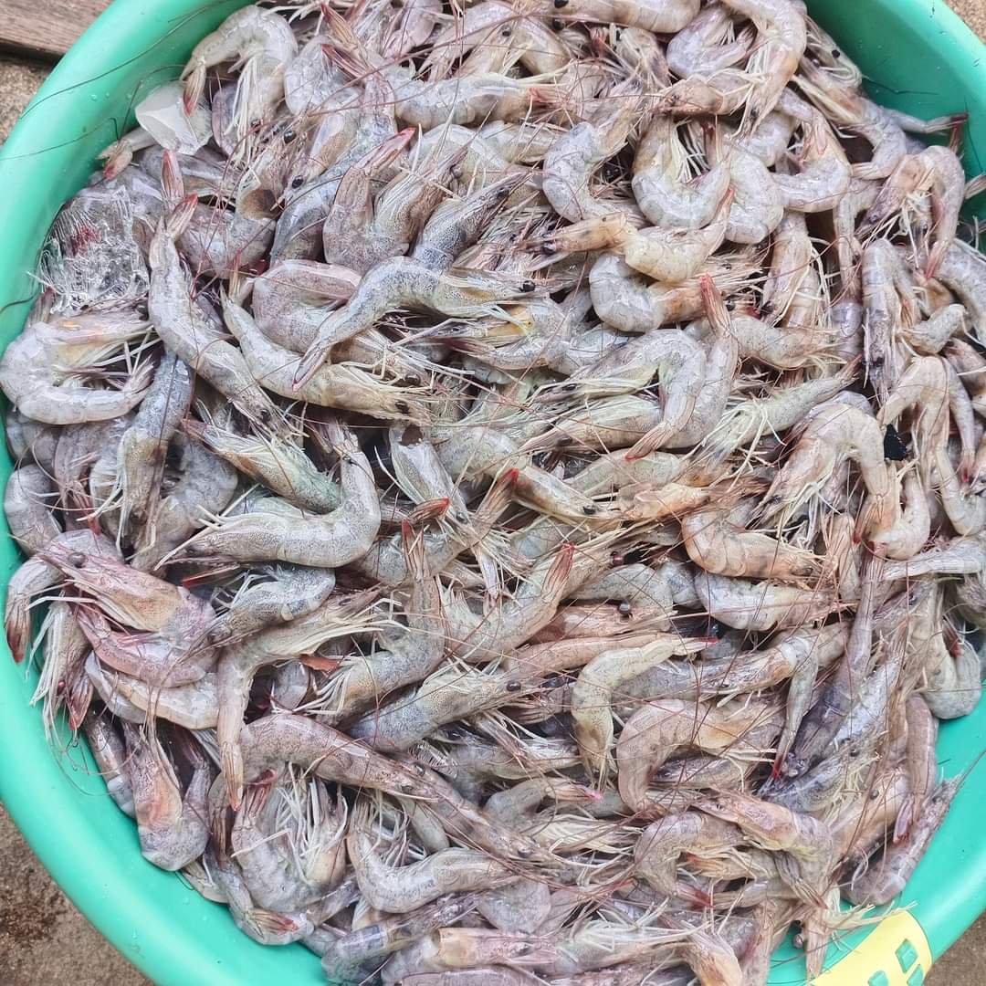 SUGIANT59834347's tweet photo. Senin(15/07/24) Sugianto,Luhkan Kab.Inhil,di KUB MENGEJAR BADAI Ds.Sungai Teritip tangkapan Udang Ponot 25 Kg/25.000/Kg,Udang Tenggek 35 Kg/45.000/Kg dengan api Belat Pantai,bulan Juli 2024
#GiatLuhkanSatminkalMedan #Inhil
#Tangkap #bpppmedan_brsdm https://t.co/2gD2dc19eY