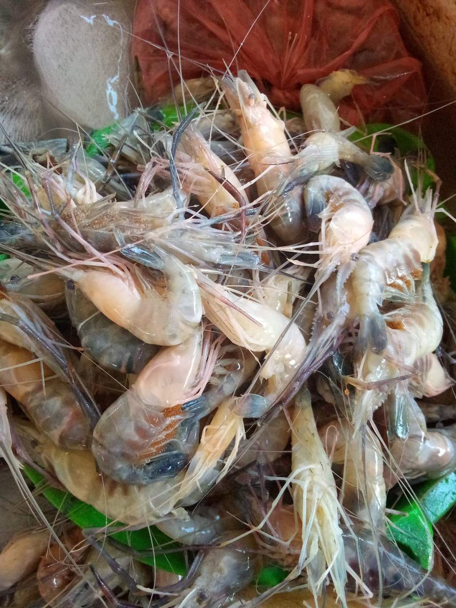 SUGIANT59834347's tweet photo. Senin(15/07/24) Sugianto,Luhkan Kab.Inhil,di KUB MENGEJAR BADAI Ds.Sungai Teritip tangkapan Udang Ponot 25 Kg/25.000/Kg,Udang Tenggek 35 Kg/45.000/Kg dengan api Belat Pantai,bulan Juli 2024
#GiatLuhkanSatminkalMedan #Inhil
#Tangkap #bpppmedan_brsdm https://t.co/2gD2dc19eY