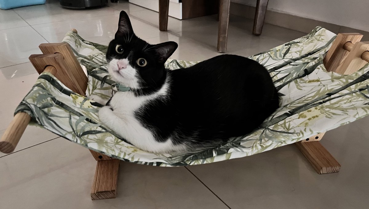 LHamacats's tweet photo. @LaCrazyCatLady_ @sandra_moreno_m Dicen que si de aniversaio de adopción les compran una #Hamacat 😺😸 https://t.co/dkzMfl8PfI