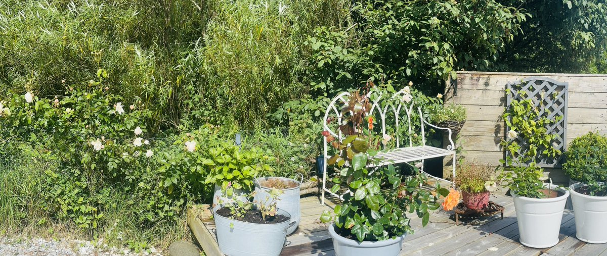 CoruiskHouse's tweet photo. Lots of feeding but finally blooms….. 🌷🌷🌷🌷 https://t.co/lSRXQYSrtg