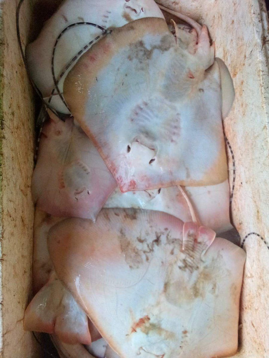 SUGIANT59834347's tweet photo. Rabu(17/07/24) Sugianto,Luhkan Kab.Inhil,di KUB ELANG SAKTI Ds.Sungai Teritip tangkapan Ikan Pari 18 Kg/27.000/Kg, dengan api Rawi,bulan Juli 2024
#GiatLuhkanSatminkalMedan #Inhil
#Tangkap #bpppmedan_brsdm https://t.co/MWCj9CYkBH