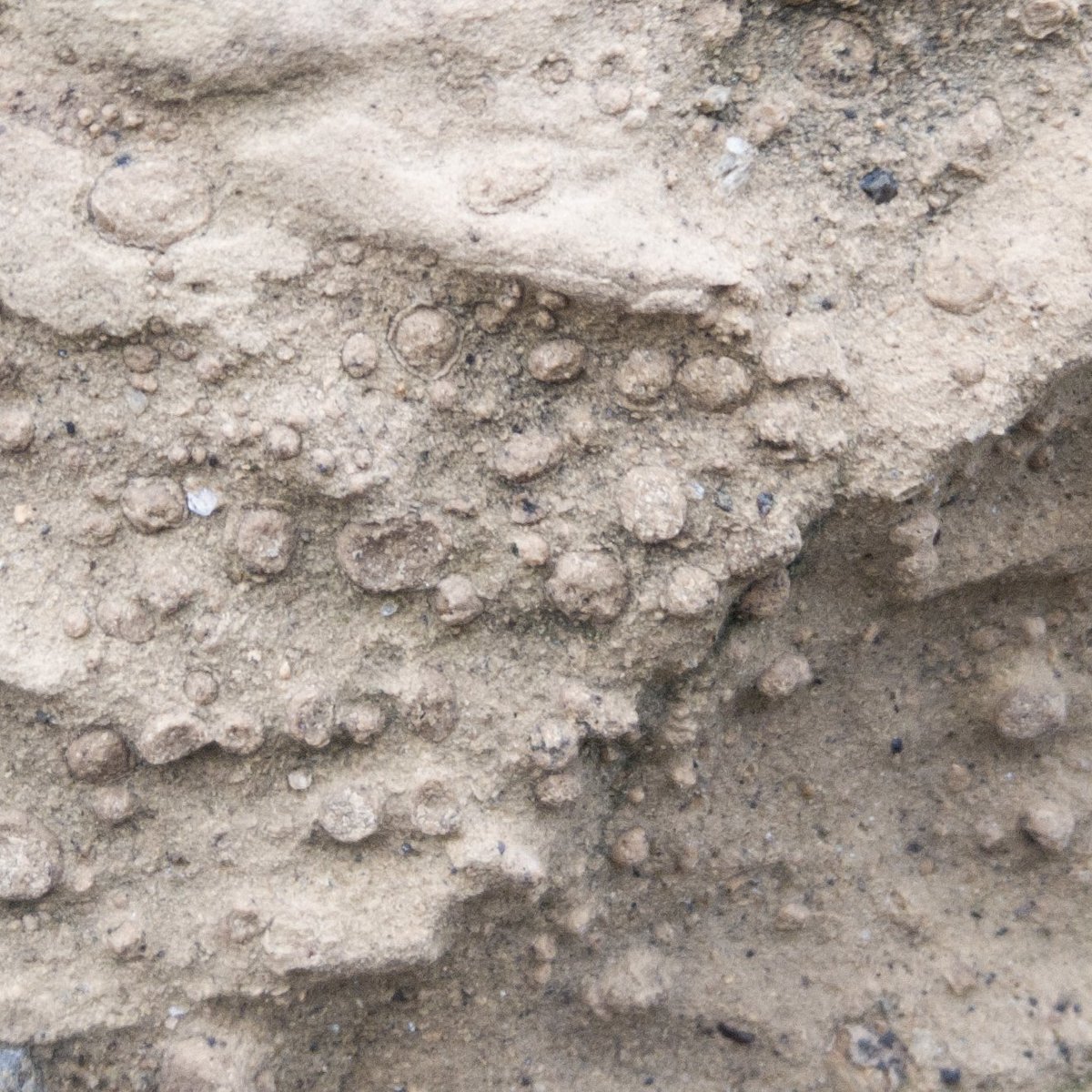 GeologistsCat's tweet image. Today is #VolcanoThursday. These are #lapilli in #buildingstone. Lapilli describes the size of #tephra-a #volcanic #rock. These are accretionary lapilli-round particles formed in a wet cloud of volcanic ash. Found during #hedgewatch on the #Azores
#PawForScale
#urbangeology #geo