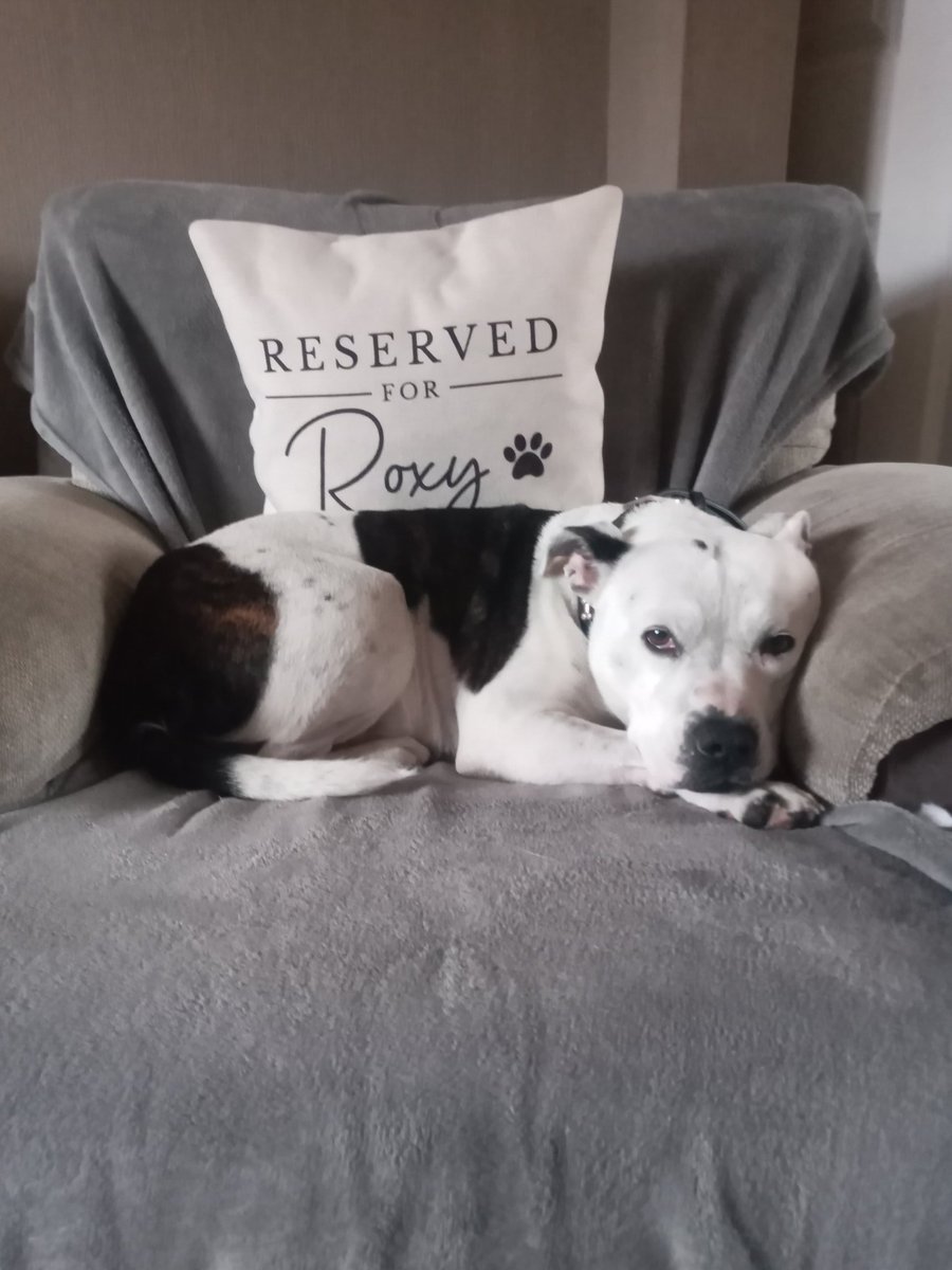 DonnaL75's tweet photo. @Supersamdean Aww hope he'll be ok🤞 they really do become part of your family don't they? And he is so lovely x🙏🐶 https://t.co/y9r3VRvMS9