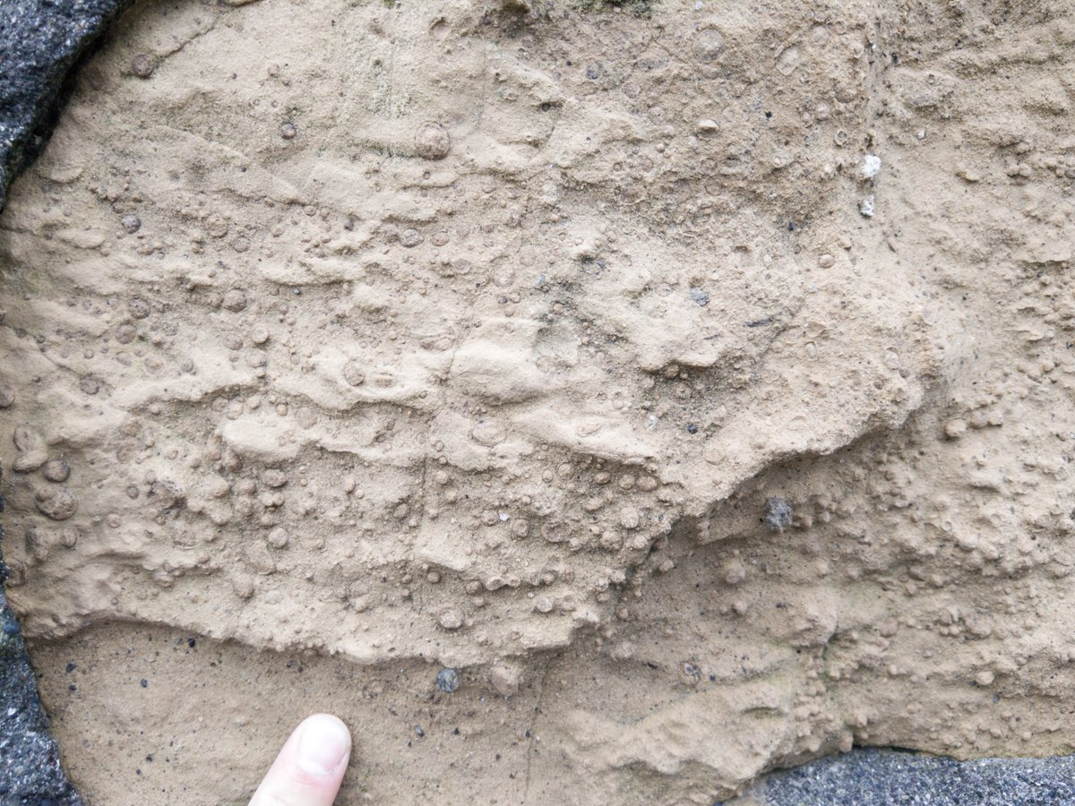 GeologistsCat's tweet image. Today is #VolcanoThursday. These are #lapilli in #buildingstone. Lapilli describes the size of #tephra-a #volcanic #rock. These are accretionary lapilli-round particles formed in a wet cloud of volcanic ash. Found during #hedgewatch on the #Azores
#PawForScale
#urbangeology #geo