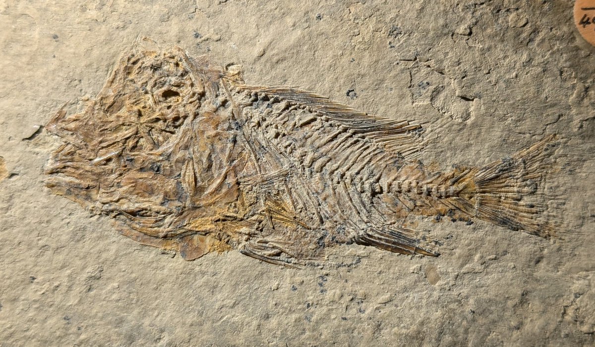 Matt Friedman (@friedman_lab) on Twitter photo I'm hiring! Looking for a technician to segment/curate/deposit CT scan data for fossil and living cichlids. Part of <a href="/NSF/">U.S. National Science Foundation</a>-funded project w/ @umich team of <a href="/HLopezFernandez/">HernanLopezFernandez</a> in <a href="/UMich/">University of Michigan</a>EEB + me in <a href="/UMichPaleo/">UM Paleontology</a> & @michiganearth. Please share widely! Details: careers.umich.edu/job_detail/251… I'm hiring! Looking for a technician to segment/curate/deposit CT scan data for fossil and living cichlids. Part of <a href="/NSF/">U.S. National Science Foundation</a>-funded project w/ @umich team of <a href="/HLopezFernandez/">HernanLopezFernandez</a> in <a href="/UMich/">University of Michigan</a>EEB + me in <a href="/UMichPaleo/">UM Paleontology</a> & @michiganearth. Please share widely! Details: careers.umich.edu/job_detail/251…