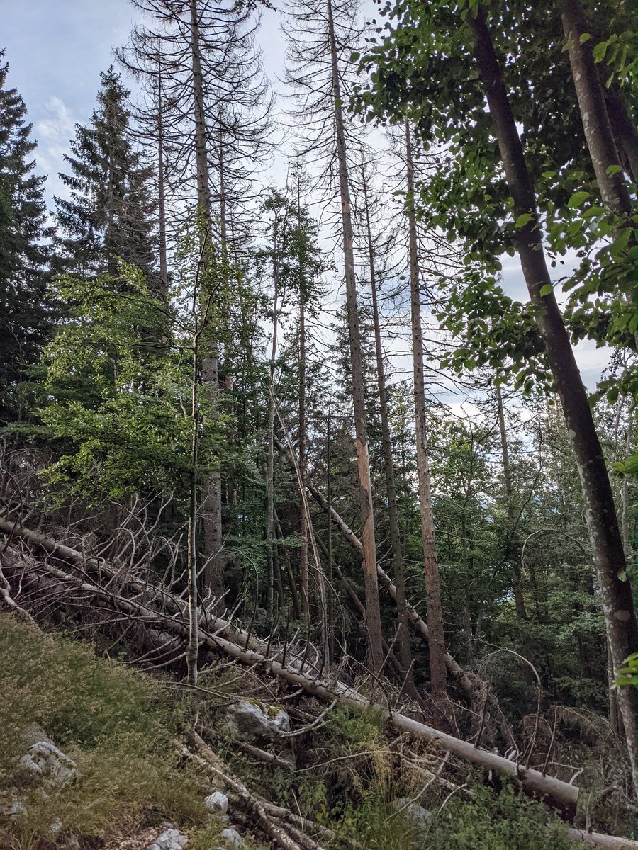 Ana Stritih tweet media