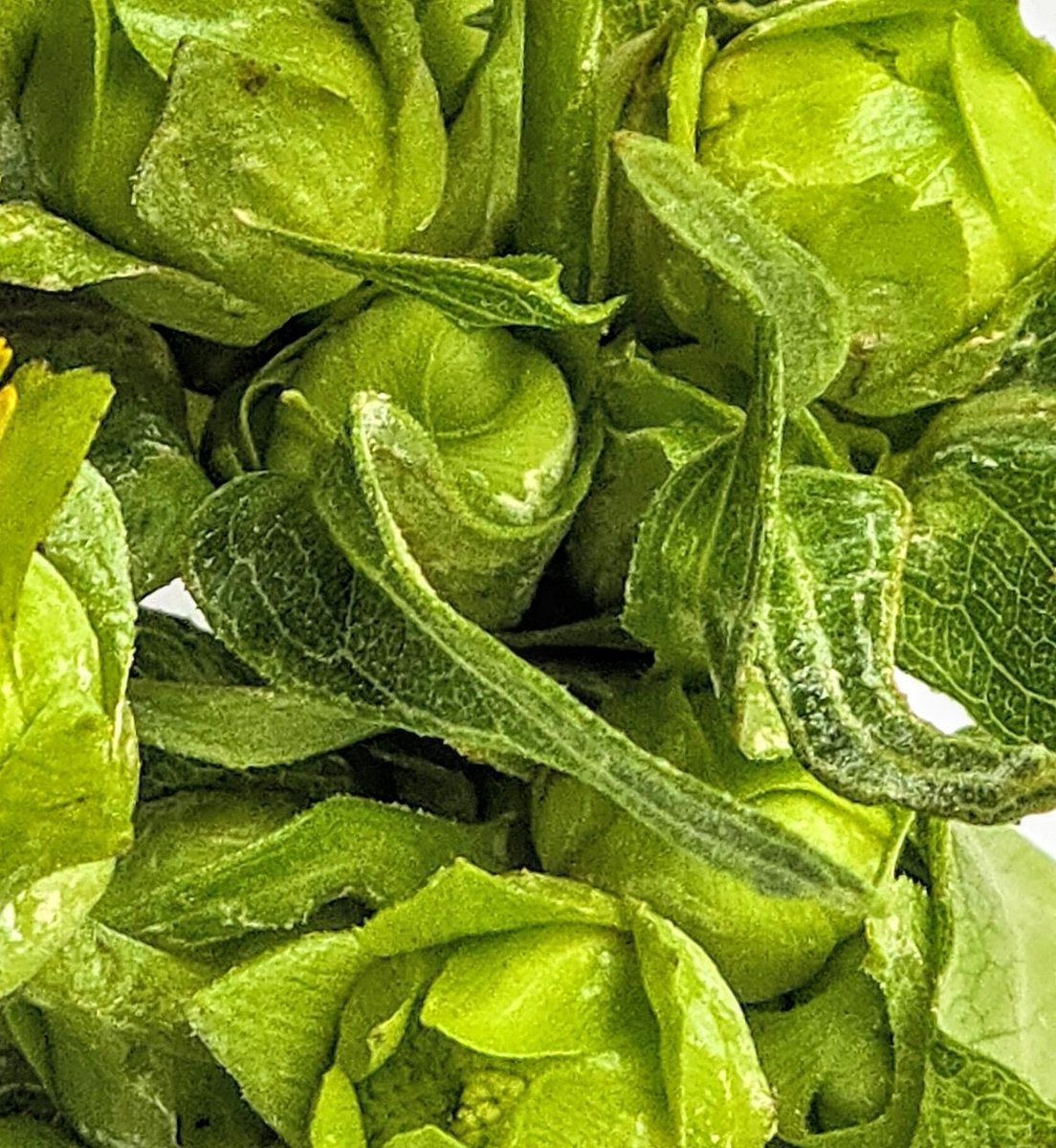 Something New Is About To Be Revealed.

Keep your eyes and ears plugged in this space.

<a href="/FRESHFARMDC/">FRESHFARM</a>
<a href="/FRESHFARMDupont/">FRESHFARMDupont</a>
<a href="/MVTCID/">MVT CID</a>
#cropeats #croplets