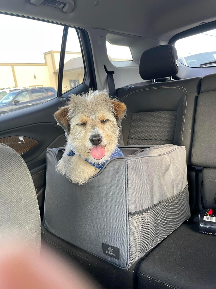 blueridgemems's tweet photo. @dogfather @dog_feelings @dog_rates A few more for your viewing pleasure https://t.co/JARDwWjtVE