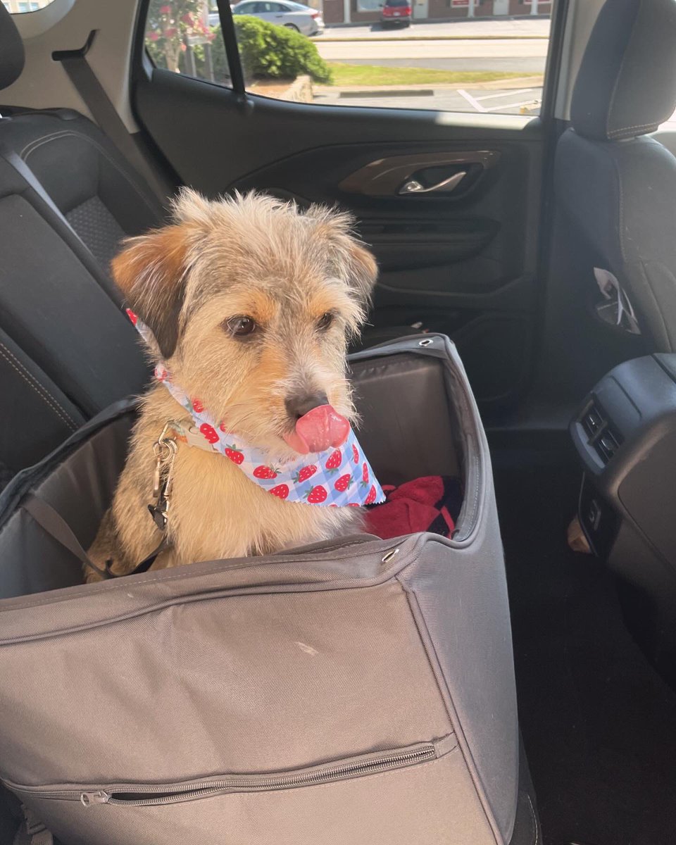 blueridgemems's tweet photo. @dogfather @dog_feelings @dog_rates A few more for your viewing pleasure https://t.co/JARDwWjtVE
