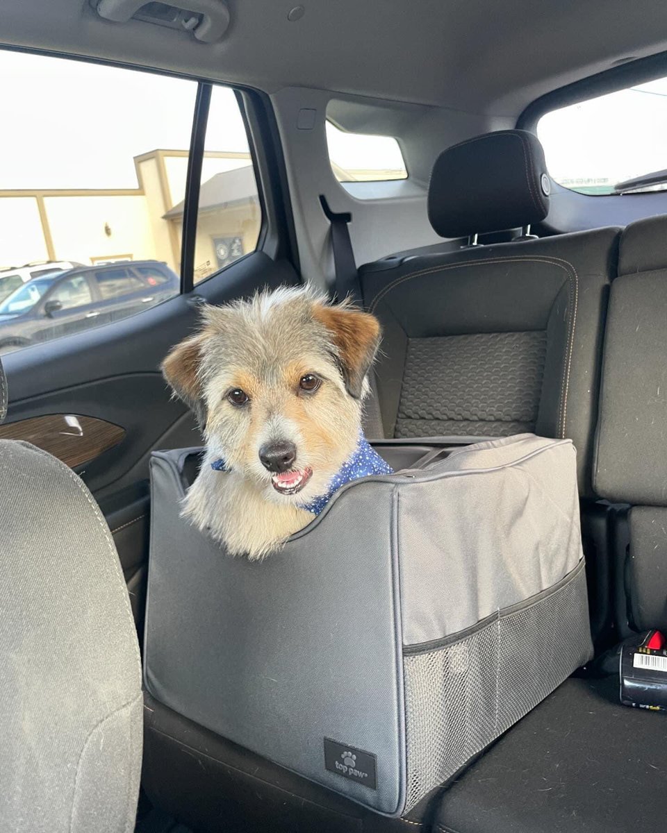 blueridgemems's tweet photo. @dogfather @dog_feelings @dog_rates A few more for your viewing pleasure https://t.co/JARDwWjtVE