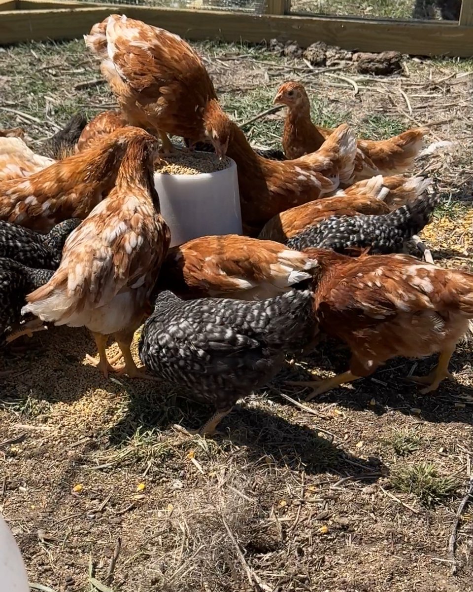 FemaleRancher's tweet photo. Just checked in on the chickens, and they're loving their new coop! Gertrude, our top hen, is always on duty, tending to her flock. 🐔🏡 #FarmLife #HappyHens #ChickenLove #NebraskaLiving 🌾🐓 #Nebraska #Farm #Ranch #Animals #Chickens #FarmLife #Chickens #LayingEggs https://t.co/uN6V6gJgUx