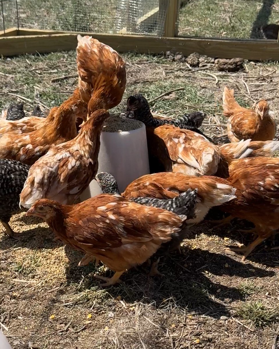 FemaleRancher's tweet photo. Just checked in on the chickens, and they're loving their new coop! Gertrude, our top hen, is always on duty, tending to her flock. 🐔🏡 #FarmLife #HappyHens #ChickenLove #NebraskaLiving 🌾🐓 #Nebraska #Farm #Ranch #Animals #Chickens #FarmLife #Chickens #LayingEggs https://t.co/uN6V6gJgUx