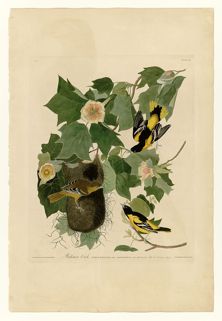 ArtistAudubon's tweet photo. Plate 12. Baltimore Oriole https://t.co/ml2Wzaoy7g https://t.co/t2TVd162Dw