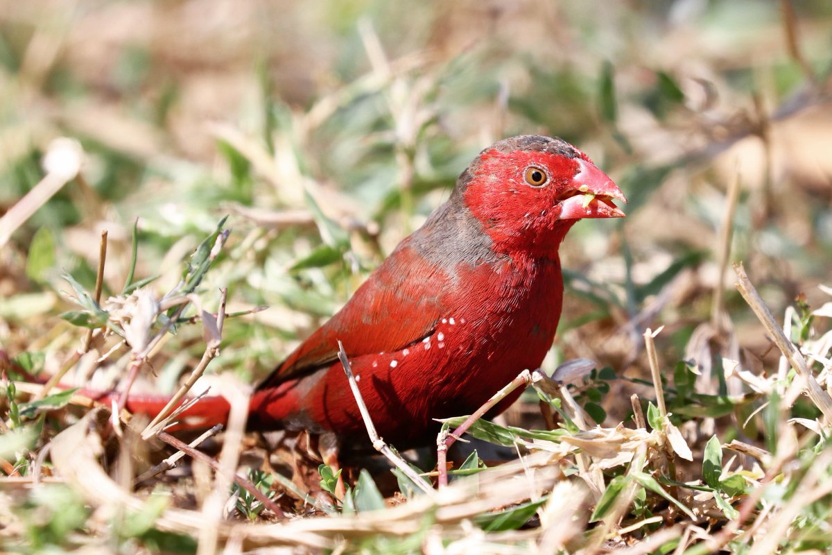 Have I ever told you how much I love finches? ♥️ Crimson Finch, Kununurra, Western Australia.
