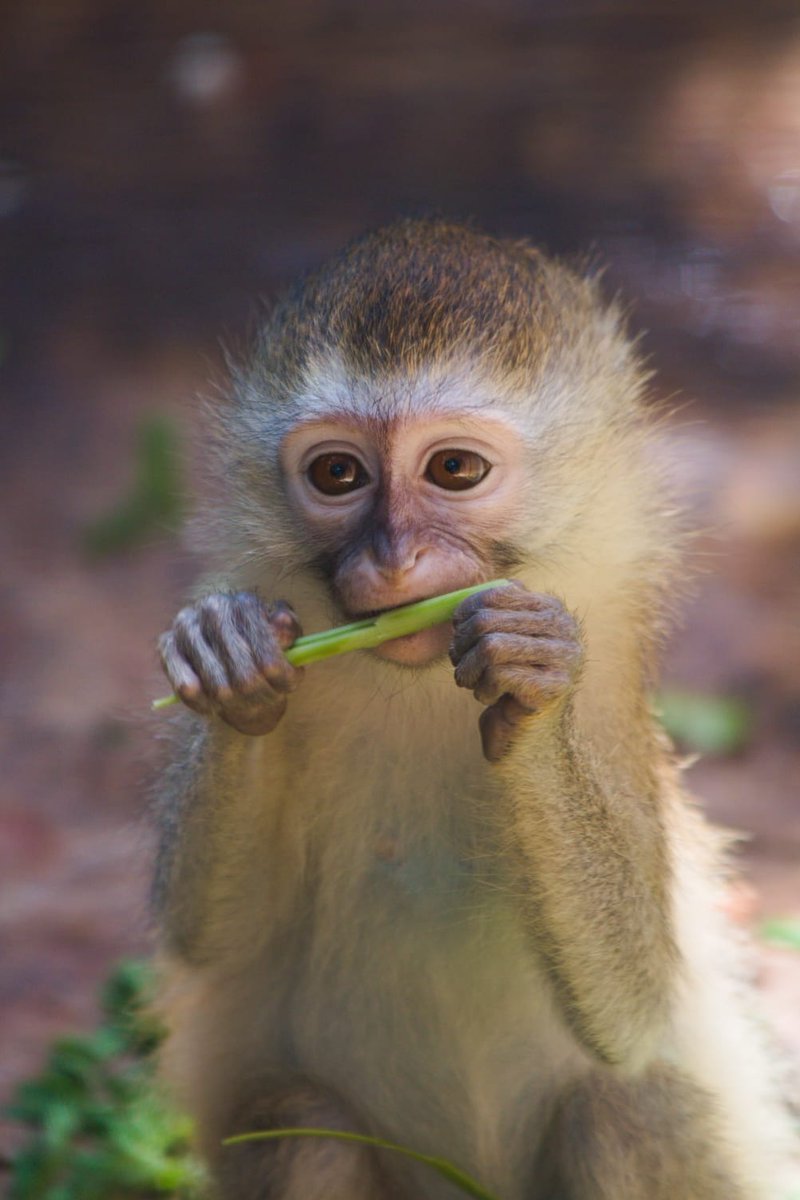 Colobus Conservation tweet media